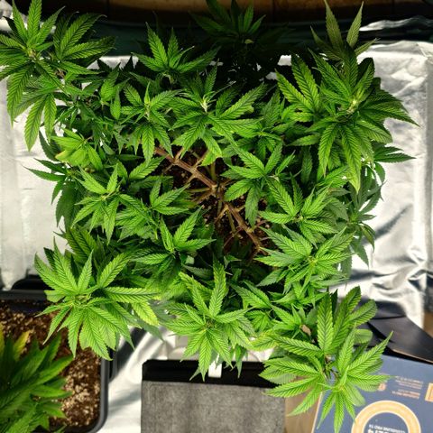Tatanka Brothers growlog timeline photo