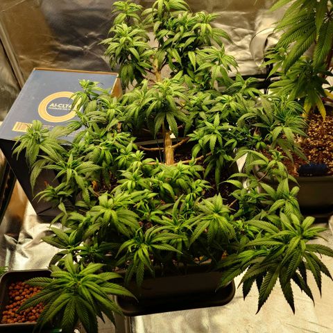 Tatanka Brothers growlog timeline photo