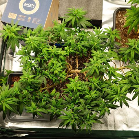 Tatanka Brothers growlog timeline photo