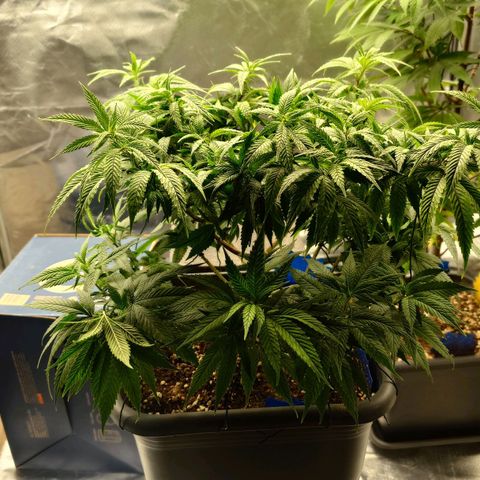 Tatanka Brothers growlog timeline photo