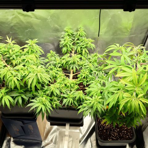 Tatanka Brothers growlog timeline photo
