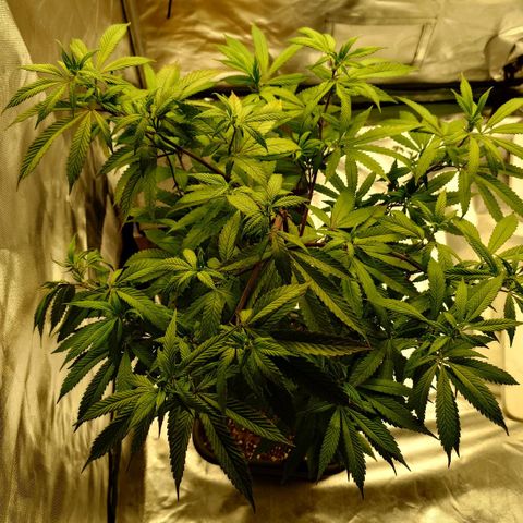 Northern Lights growlog timeline photo