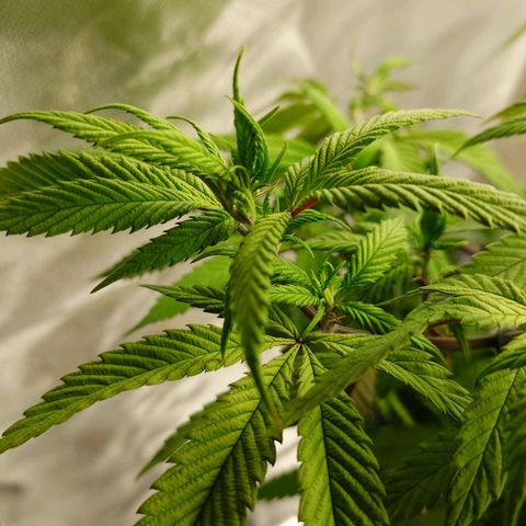 Northern Lights growlog timeline photo