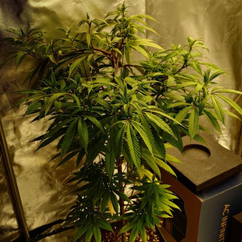 Northern Lights growlog timeline photo