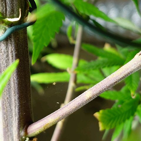 Northern Lights growlog timeline photo