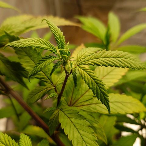 Northern Lights growlog timeline photo