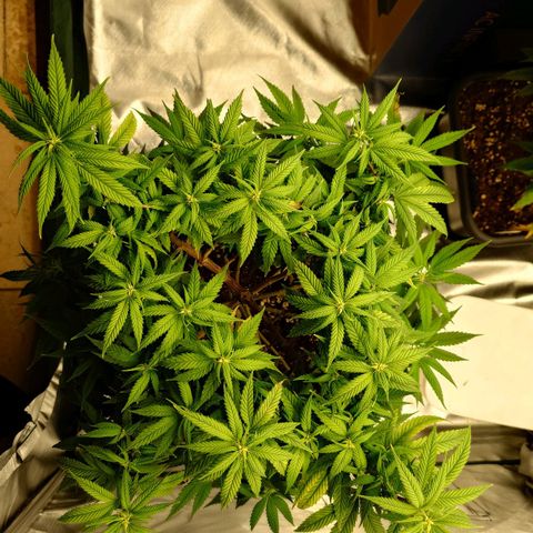 Tatanka Brothers growlog photo: No.1