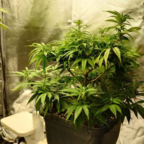 Tatanka Brothers growlog photo: No.1