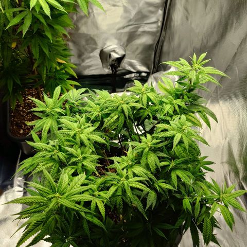 Tatanka Brothers growlog photo: No.1