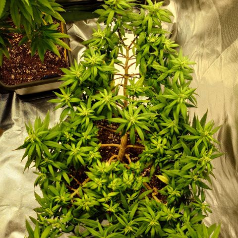 Tatanka Brothers growlog photo: No.2