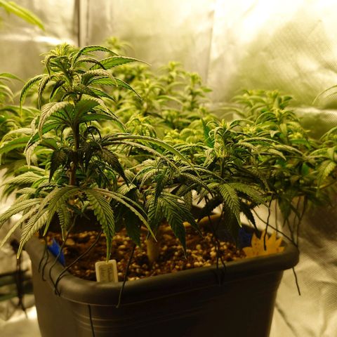 Tatanka Brothers growlog photo: No.2