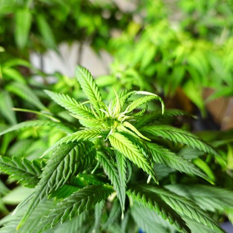 Tatanka Brothers growlog timeline photo