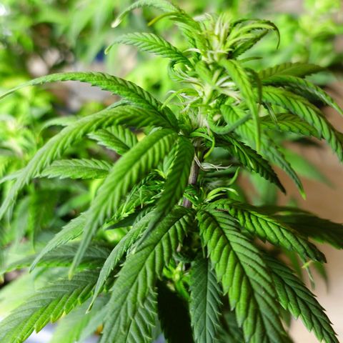 Tatanka Brothers growlog timeline photo