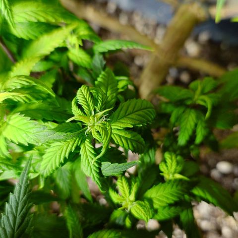 Tatanka Brothers growlog timeline photo