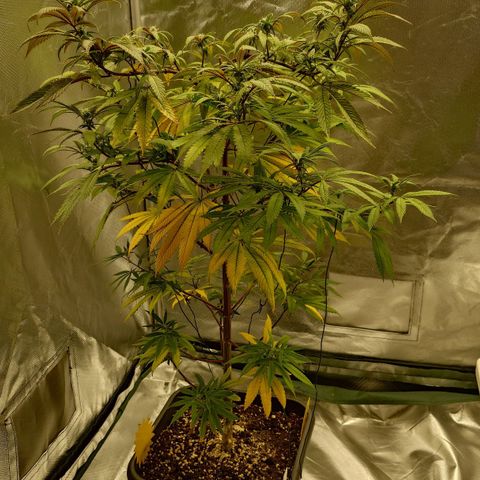 Northern Lights growlog timeline photo