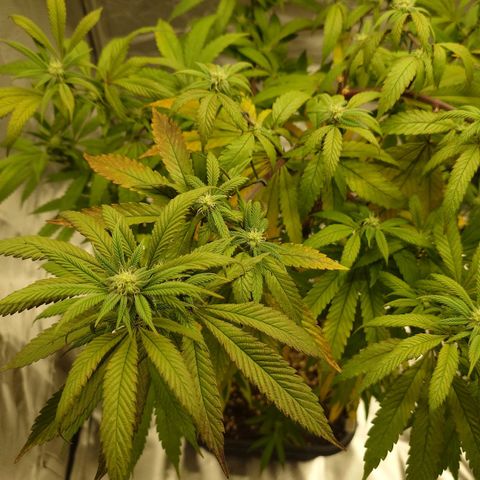 Northern Lights growlog timeline photo
