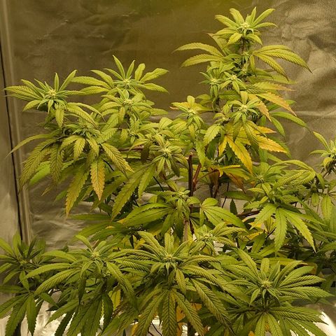 Northern Lights growlog timeline photo