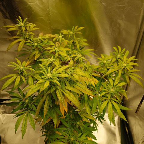 Northern Lights growlog timeline photo