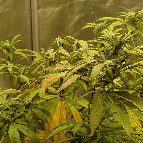 Northern Lights growlog timeline photo
