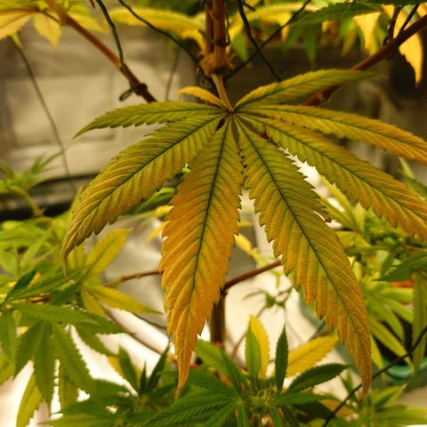 Northern Lights growlog timeline photo