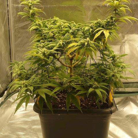 Tatanka Brothers growlog photo: Tatanka No.1