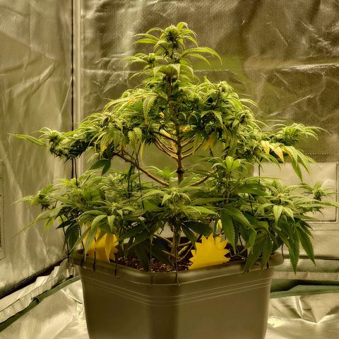 Tatanka Brothers growlog photo: Tatanka No.1