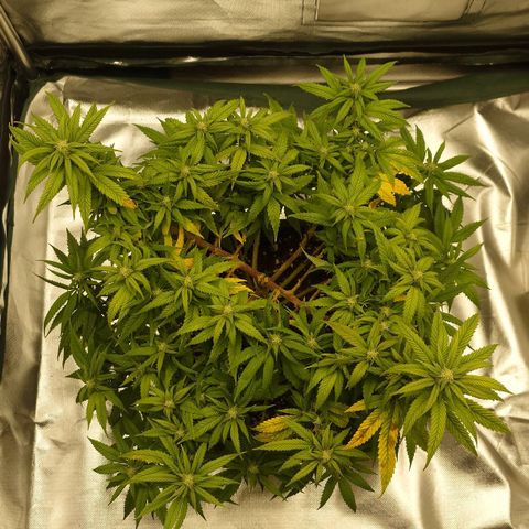 Tatanka Brothers growlog photo: Tatanka No.1