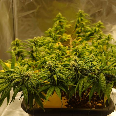 Tatanka Brothers growlog photo: Tatanka No.2