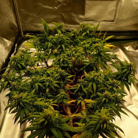 Tatanka Brothers growlog photo: Tatanka No.2