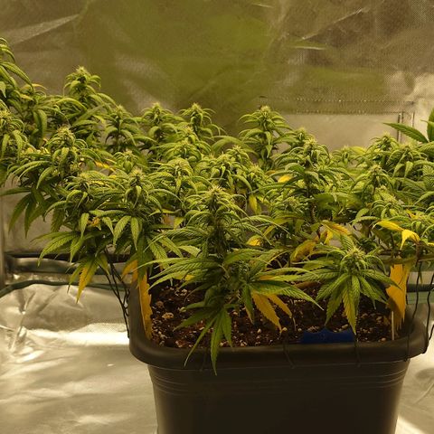 Tatanka Brothers growlog photo: Tatanka No.2