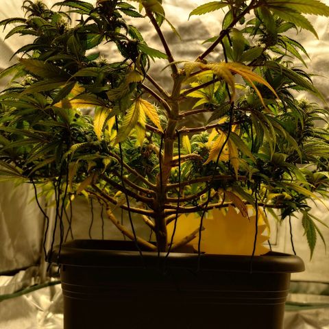 Tatanka Brothers growlog photo: Tatanka No.2
