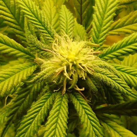 Northern Lights growlog timeline photo