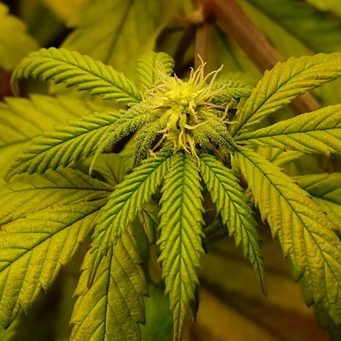 Northern Lights growlog timeline photo