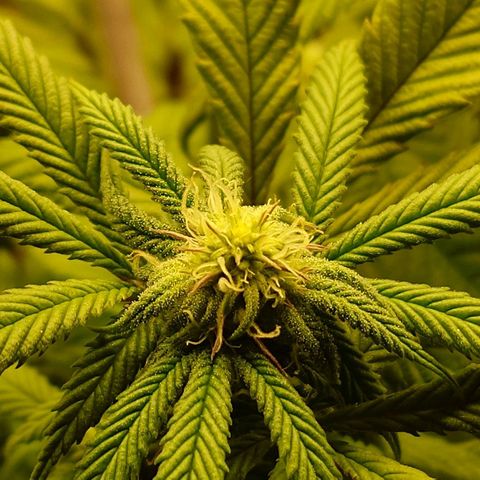 Northern Lights growlog timeline photo