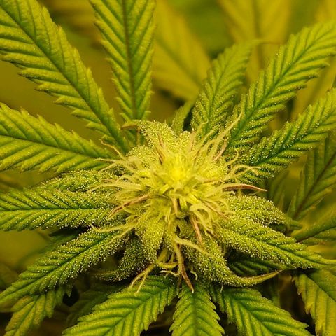 Northern Lights growlog timeline photo