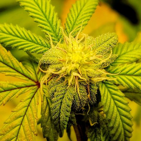 Northern Lights growlog timeline photo