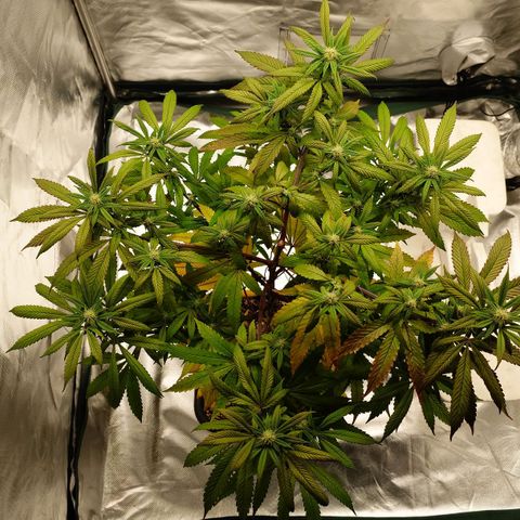Northern Lights growlog photo: Vorher