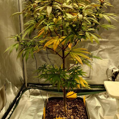 Northern Lights growlog photo: Vorher