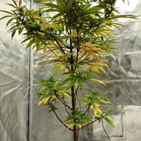 Northern Lights growlog photo: Vorher