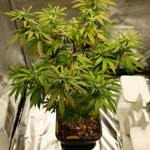 Northern Lights growlog photo: Vorher