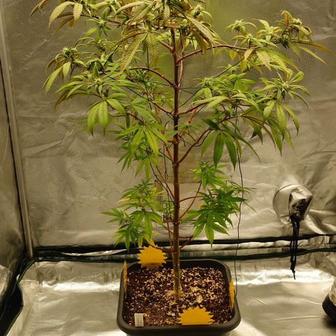 Northern Lights growlog photo: Nachher 