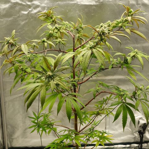 Northern Lights growlog photo: Nachher 