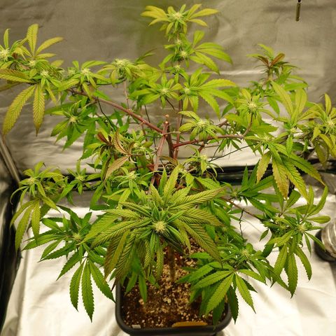 Northern Lights growlog photo: Nachher 