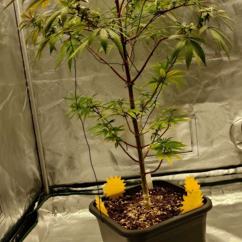 Northern Lights growlog photo: Nachher 