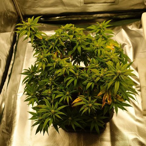 Tatanka Brothers growlog photo: Tatanka No.1