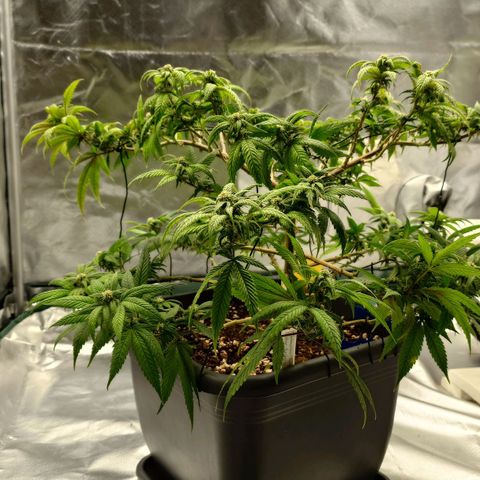 Tatanka Brothers growlog photo: Tatanka No.1