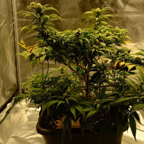 Tatanka Brothers growlog photo: Tatanka No.1
