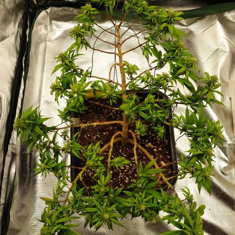 Tatanka Brothers growlog photo: Tatanka No.2