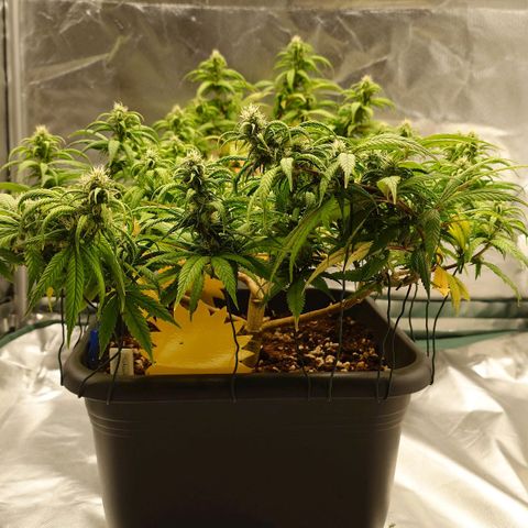 Tatanka Brothers growlog photo: Tatanka No.2