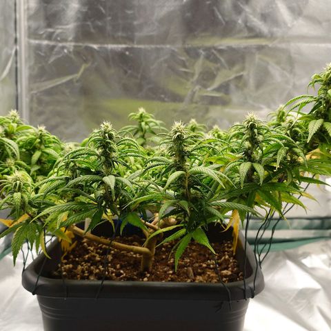 Tatanka Brothers growlog photo: Tatanka No.2